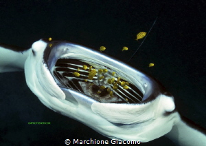 Open yhe mouth
Nikon D800e, 12-24mm, two strobo Sea and ... by Marchione Giacomo 